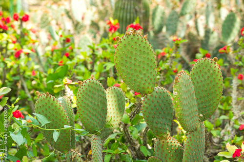 Opuntia cactus background.