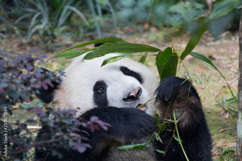 Fototapeta Naklejka Na Ścianę i Meble -  Portrait of giant panda ,Ailuropoda melanoleuca, or Panda Bear. Close up of giant panda lying and eating bamboo surrounded with fresh bamboo. Singapore zoo.