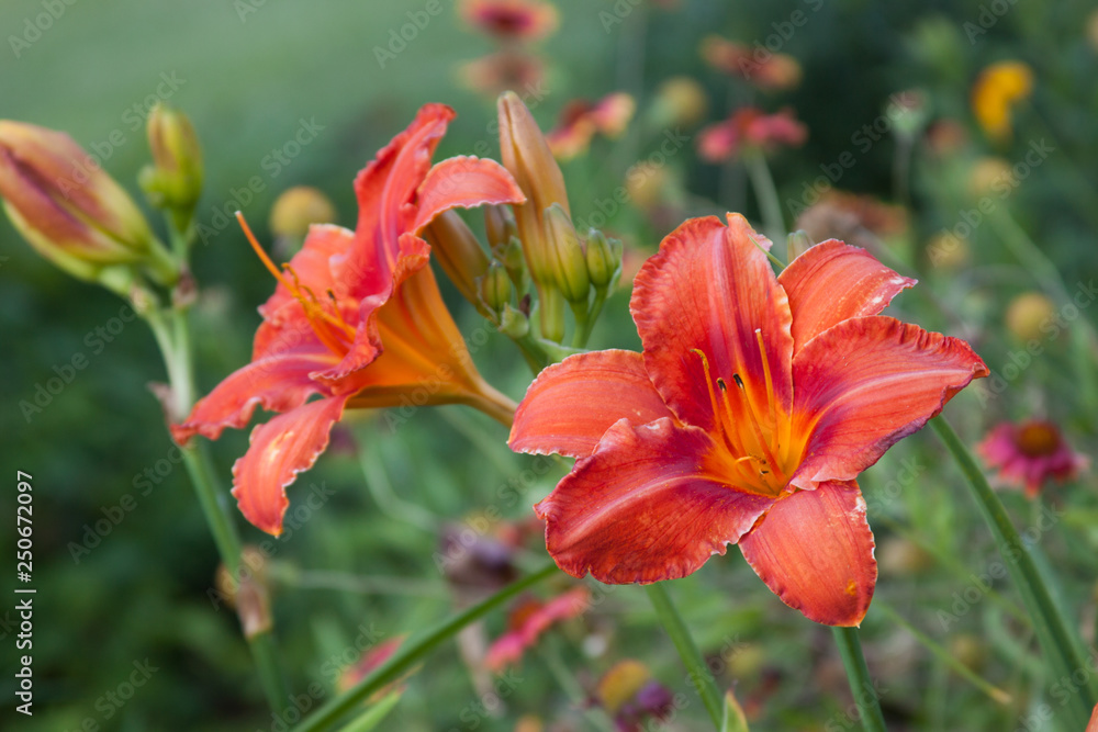 double orange daylily