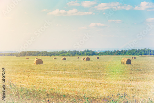 Bales of hay on the field in front of forest in sunlight