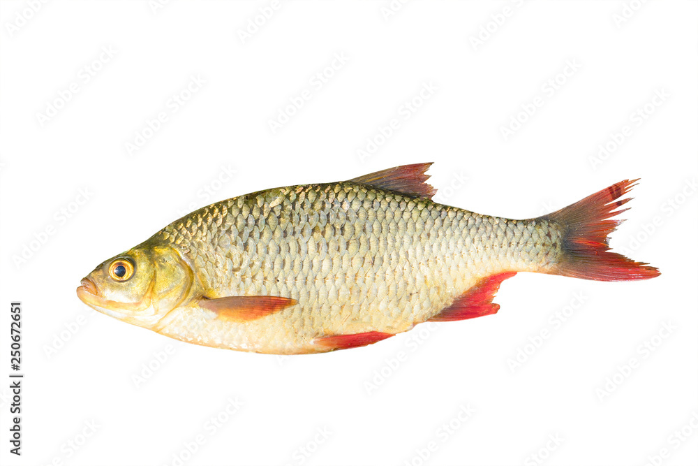 Obraz premium Fish with red fins isolated on a white background