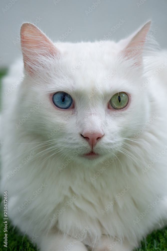White cat with heterochromia lying on grass and looking at front