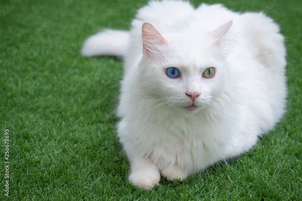White cat with heterochromia lying on grass and looking to the side White cat with heterochromia lying on grass and looking to the side