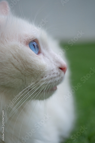 White cat with heterochromia lying on grass and looking to the side