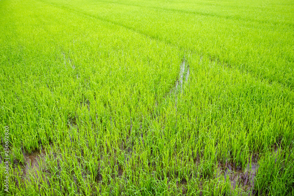 Fototapeta premium Landscape of beautiful Golden Jasmine rice field in Asia.