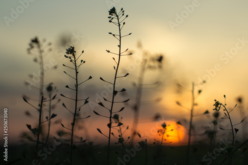 Nice looking plants with sunset on background