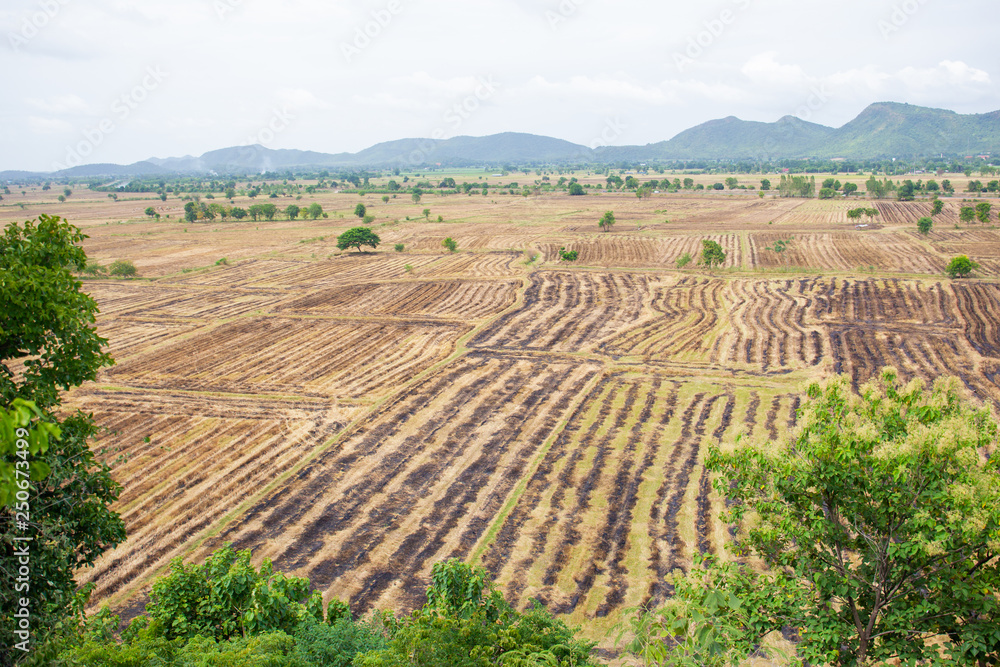 Landscape of rice field in South East Asia after harvest season.