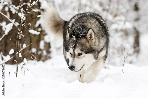 dog on a winter walk in the snow