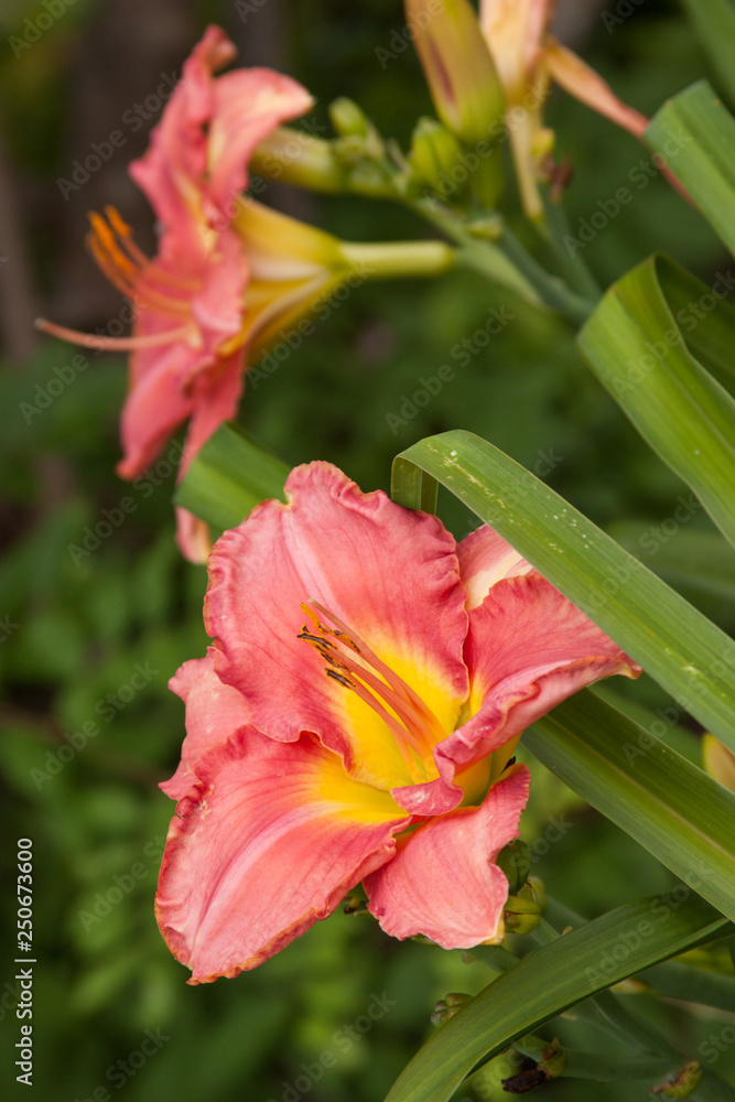coral double daylily