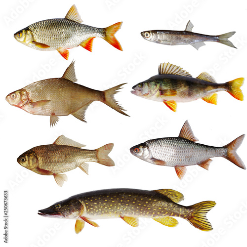 Set of freshwater fish on white. Sticking, rudd, perch, roach, crucian carp, bream, pike. Isolated on white.