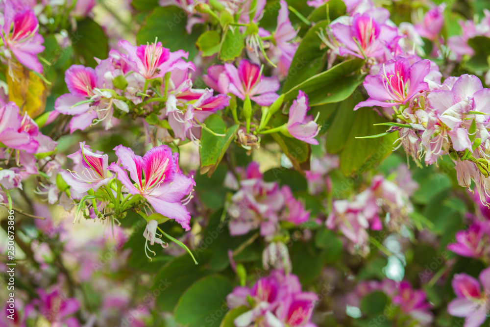 Phanera variegata pink flowers background. Phanera variegata pink flowers background.