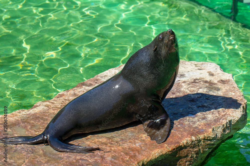Fototapeta premium The California sea lion (Zalophus californianus) at a water.