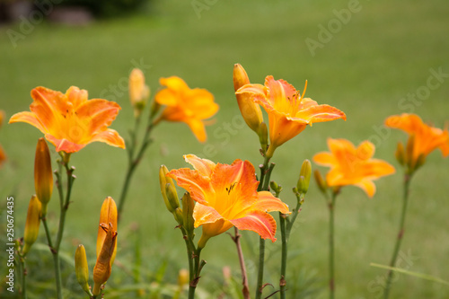 yellow orange daylily stems