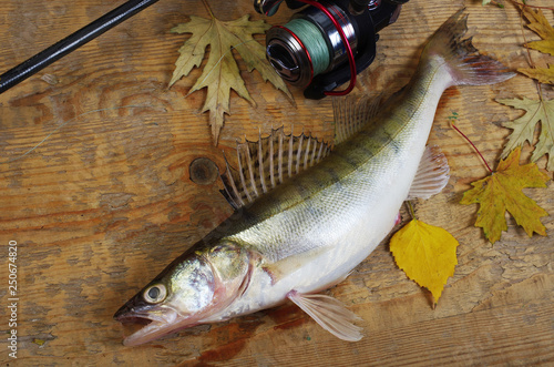 Pike perch fish and fishing tackle on a wooden table