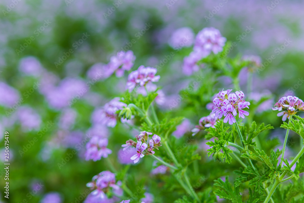 Purple pink Pelargonium flowers background. Purple pink Pelargonium flowers background.