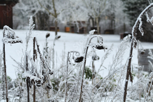 frost on wilted sunflowers in winter landscape