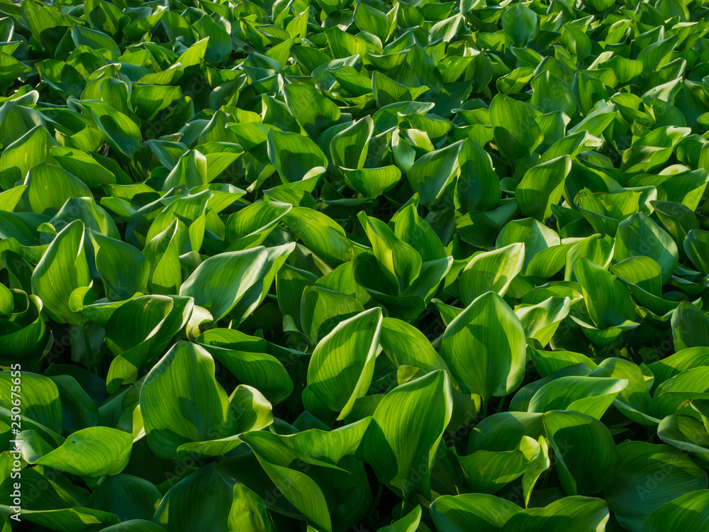 Fototapeta premium Water Hyacinth cover the pond. Close up green leaf texture background. Photo concept pattern beautiful tropical nature.