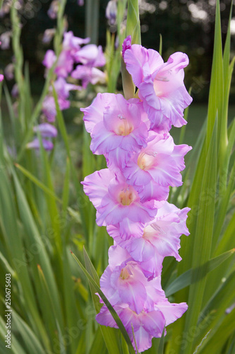 Fotografie gladiola pink stem