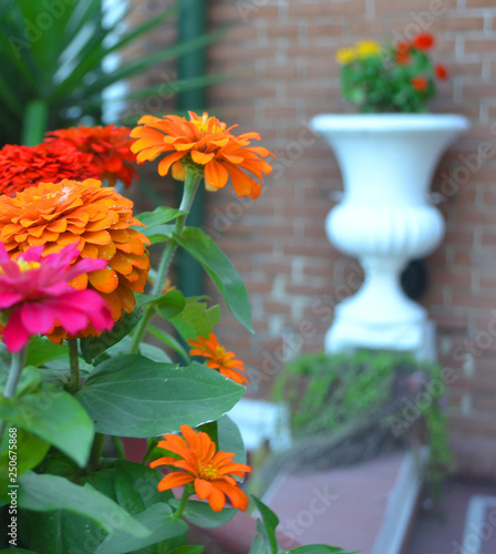 colorful flowers in a vase