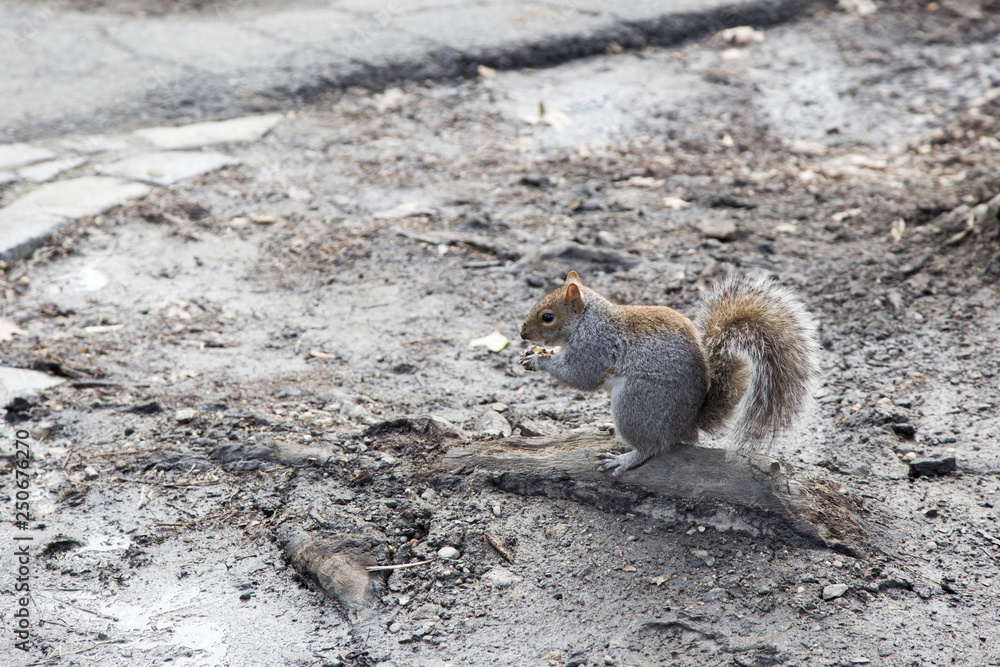 Fototapeta premium Grey squirrel in Central park New York