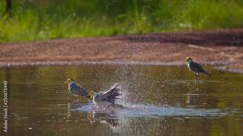 Oiseau vanneau soldat en train de se rafraichir et s'ébrouer dans une mare d'eau des marais du Nord de l'Australie.