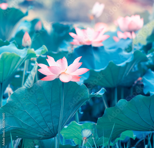 blooming lotus flower