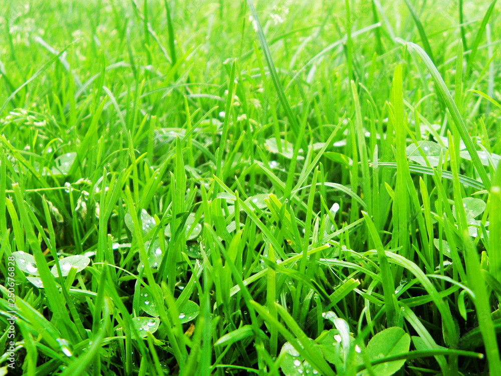 Green grass. Landscapes. Back background Green grass. Landscapes. Back background