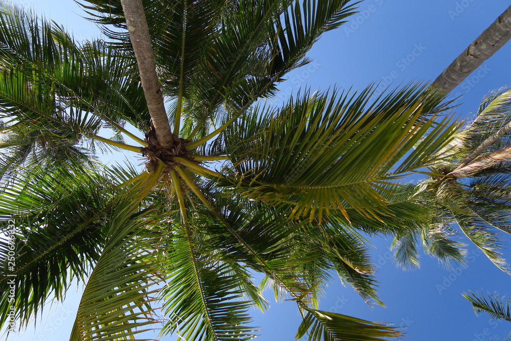 Palmiers cocotiers vus dessous Palmiers cocotiers vus dessous