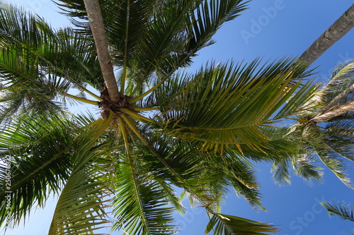 Palmiers cocotiers vus dessous