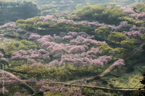 Rural landscape,Peach Blossom in moutainous area in shaoguan district, guangdong province, China photo