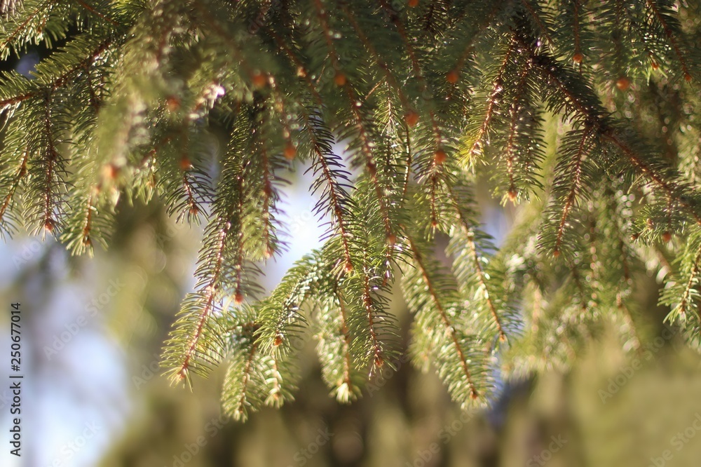 Pine tree fir
