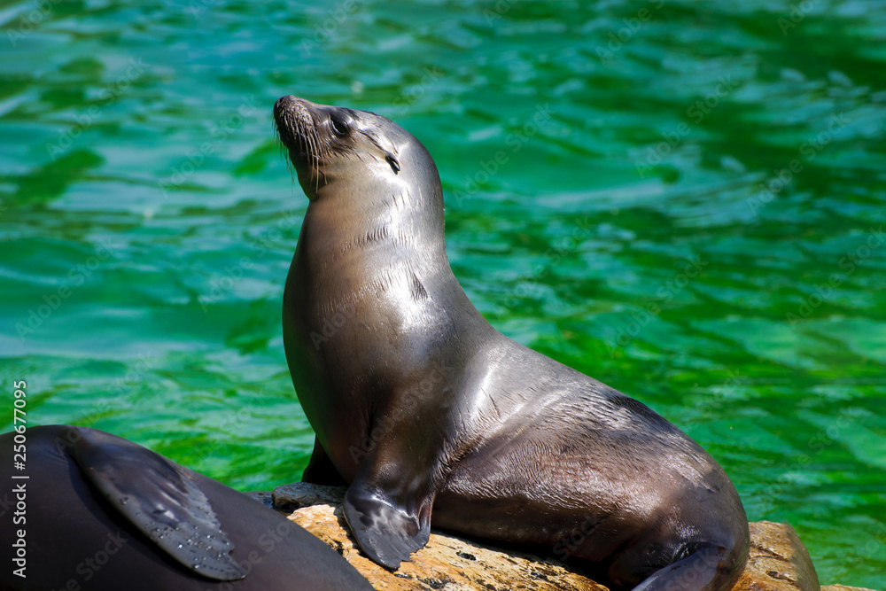 Fototapeta premium Sunbathing sea lion relaxing on the stone at Berlin Zoo