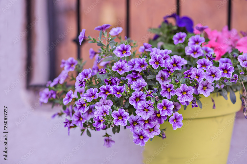 Purple petunia flowers at a flowerpot