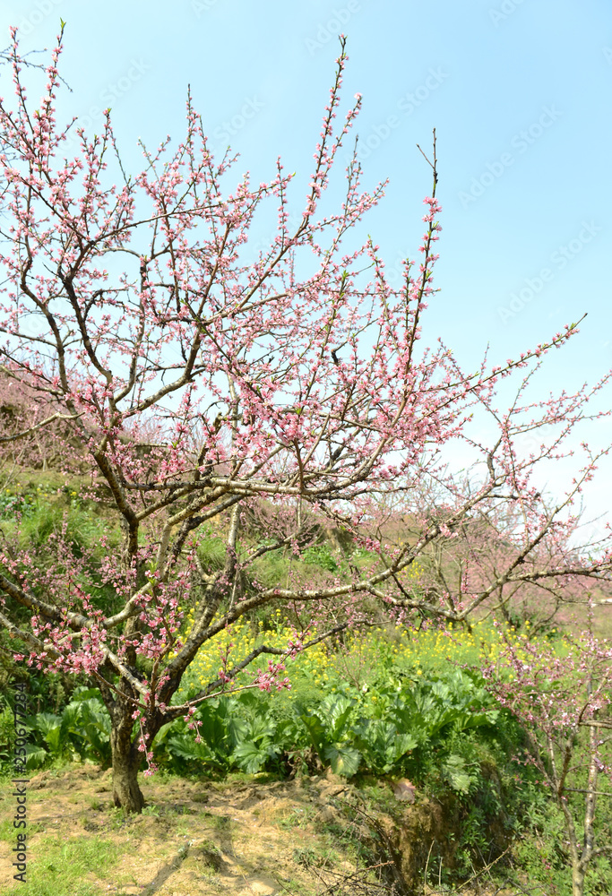 Rural landscape,Peach Blossom in moutainous area in shaoguan district, guangdong province, China Rural landscape,Peach Blossom in moutainous area in shaoguan district, guangdong province, China