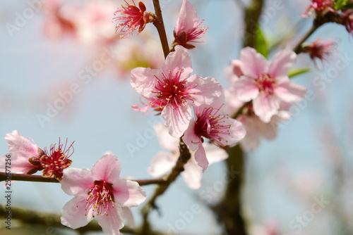 Rural landscape,Peach Blossom in moutainous area in shaoguan district, guangdong province, China photo