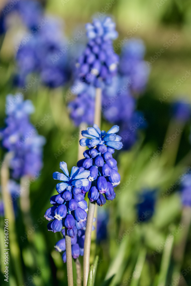 Muscari flower. Muscari armeniacum. Grape Hyacinths. Spring flowers. Muscari armeniacum plant with blue flowers. Muscari flower. Muscari armeniacum. Grape Hyacinths. Spring flowers. Muscari armeniacum plant with blue flowers.