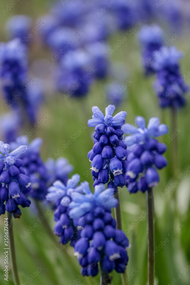 Muscari flower. Muscari armeniacum. Grape Hyacinths. Spring flowers. Muscari armeniacum plant with blue flowers. Muscari flower. Muscari armeniacum. Grape Hyacinths. Spring flowers. Muscari armeniacum plant with blue flowers.