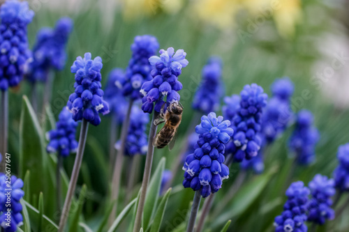 Obraz na płótnie Muscari flower