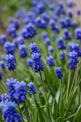 Muscari flower. Muscari armeniacum. Grape Hyacinths. Spring flowers. Muscari armeniacum plant with blue flowers.