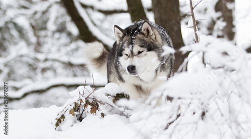 dog on a winter walk in the snow © Happy monkey