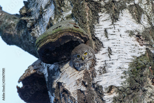 Pygmy Owl (Glaucidium passerinum)