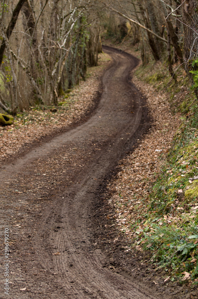 Chemin forestier Forest Path