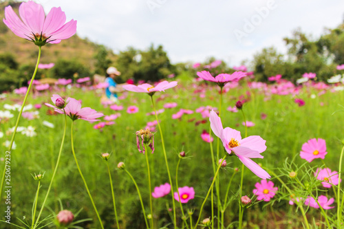 Pink flowers. Summer background.