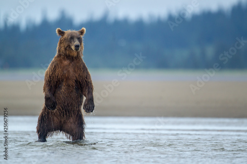 Alaskan brown bear in Lake Clark National Park