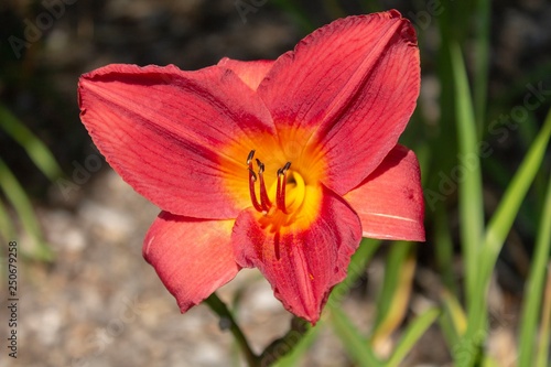 Day lilly blossoms in the park.