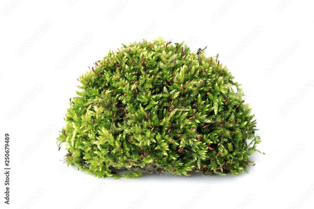 Macro shot of growing moss on white background isolated Macro shot of growing moss on white background isolated