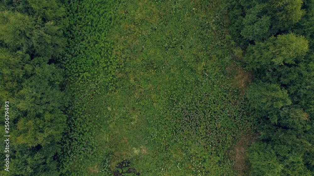 Aerial move up shot of green landscape. Zoom out effect. Green forest and grass glade.