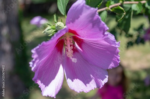 Hibiscus blossoming in the park.