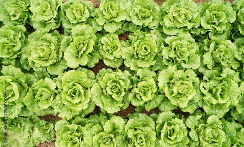 lettuce vegetable salad growing in rural farmland