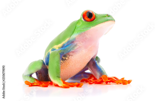 Red eyed tree frog from the tropical rain forest of Costa Rica and Panama. A cute funny exotic animal with vibrant eyes isolated on a white background. .